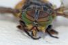 Hybomitra sp.